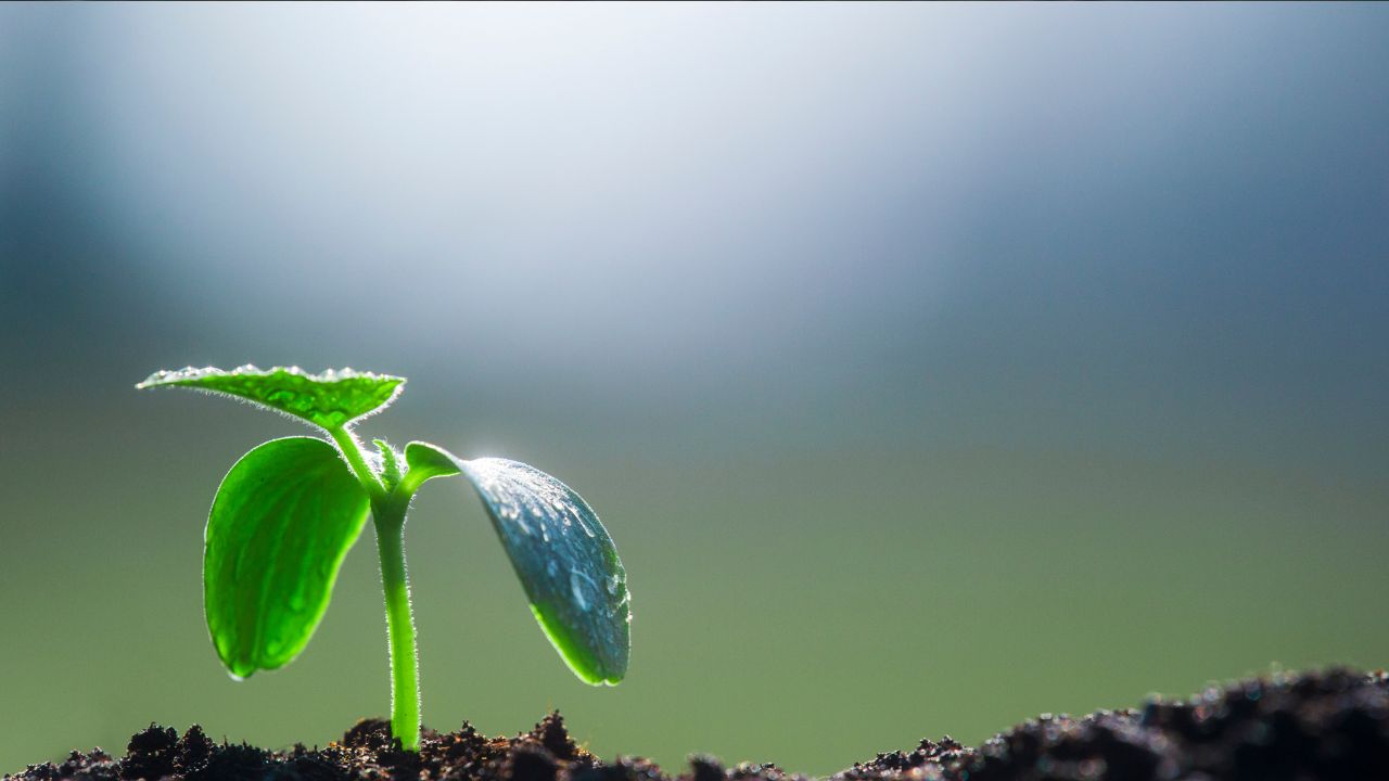 WHY IS THE MESSIAH CALLED A SPROUT?