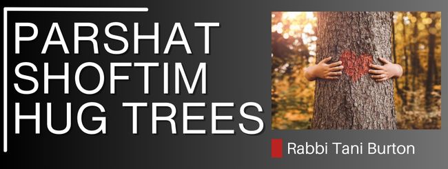 PARSHAT SHOFTIM – HUG TREES