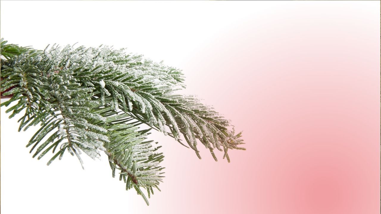 THE UNVEILING OF CHRISTMAS
