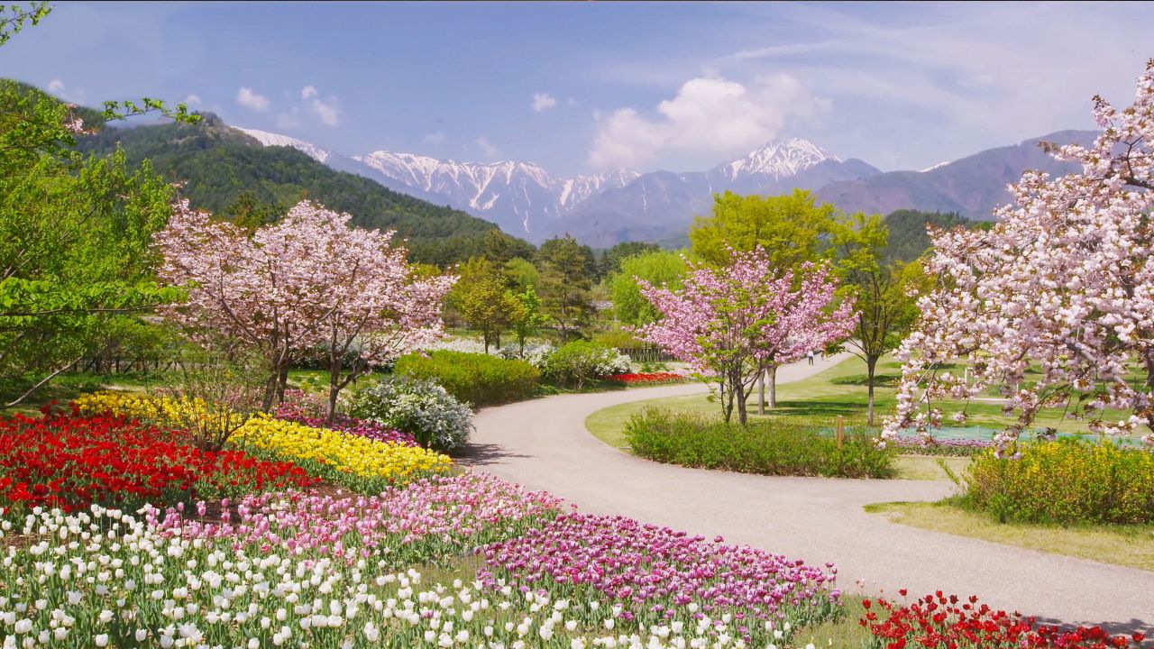 THE GARDEN