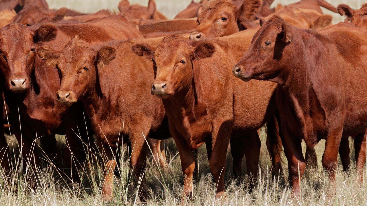 CARETAKER OF THE RED HEIFERS