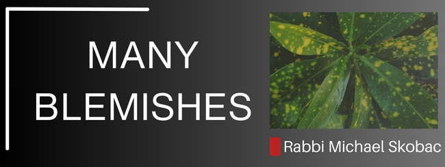 NUMBERS 19:2-3 – MANY BLEMISHES