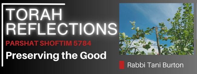 PARSHAT SHOFTIM 5784 – PRESERVING THE GOOD