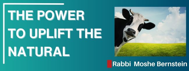 PARSHAT VAYIKRA 5785 – THE POWER TO UPLIFT THE NATURAL