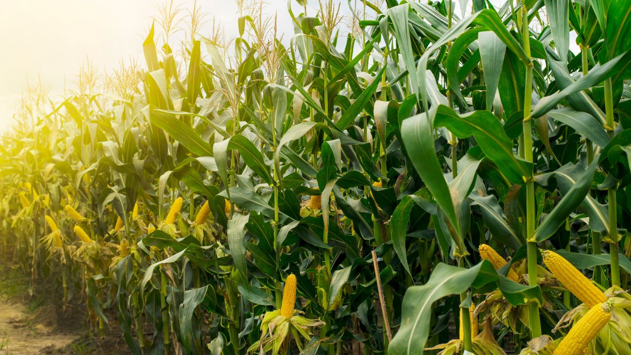 PARSHAT BEHAR-BECHUKOTAI – A LAND NOT OUR OWN