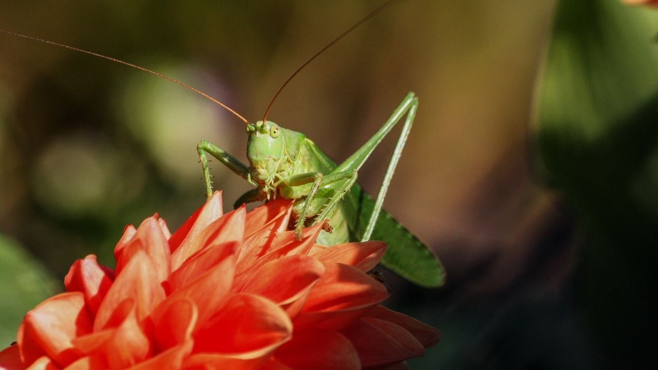 PARSHAT SHELACH – GRASSHOPPERS AND GIANTS