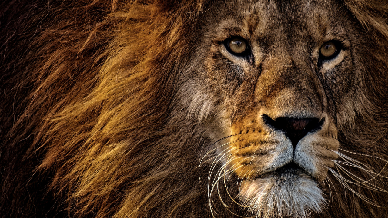 PARSHAT SHOFTIM 5785- HAVE A KING