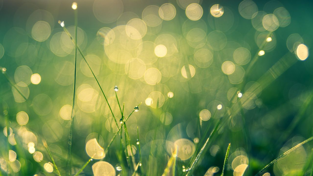 PARSHAT BERESHIT 5786 – LET THERE BE LIGHT!