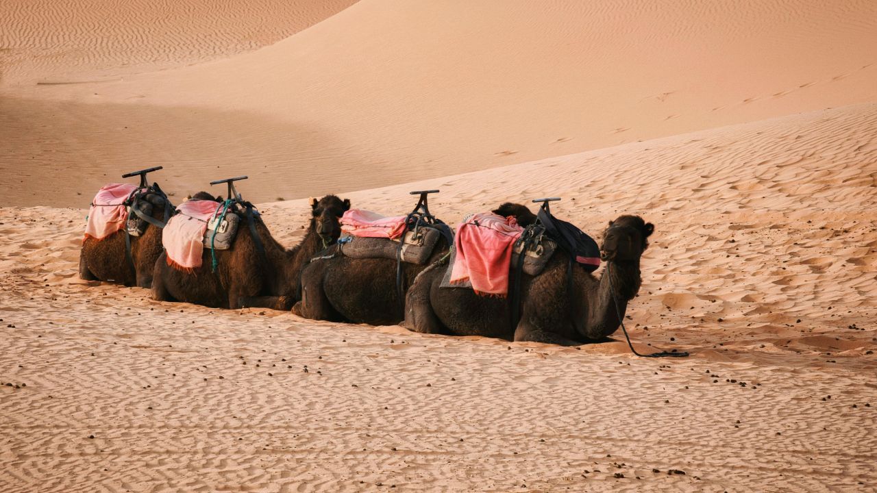 PARSHAT VAYESHEV- THE RASHBAM’S INTERPRETATION OF THE SALE OF YOSEF