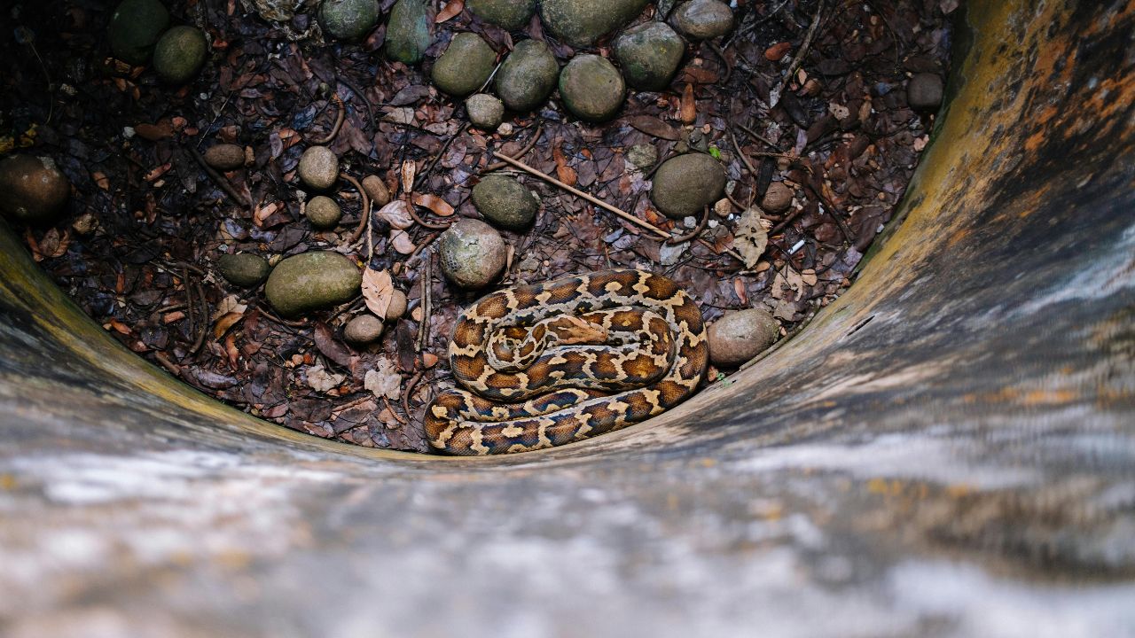 PARSHAT VAYESHEV – NO WATER