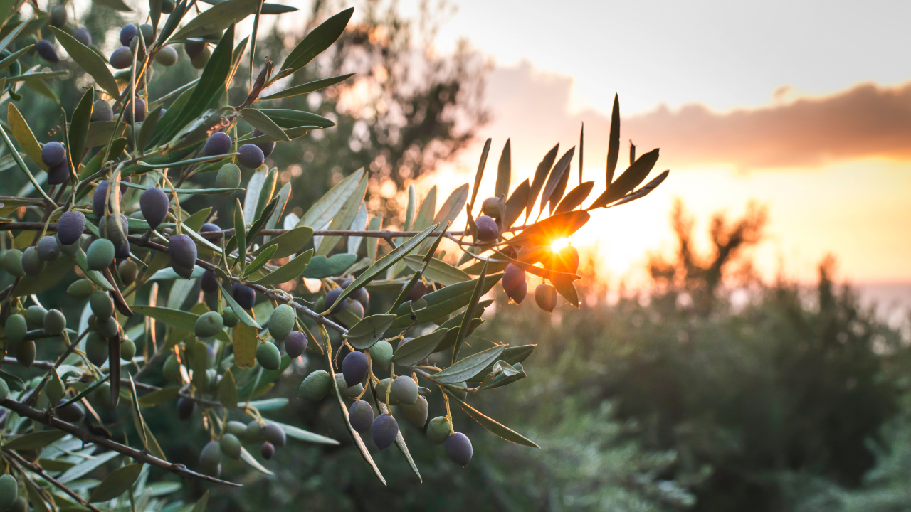 RE’EH – UPROOTING IDOLATRY FROM THE HEART