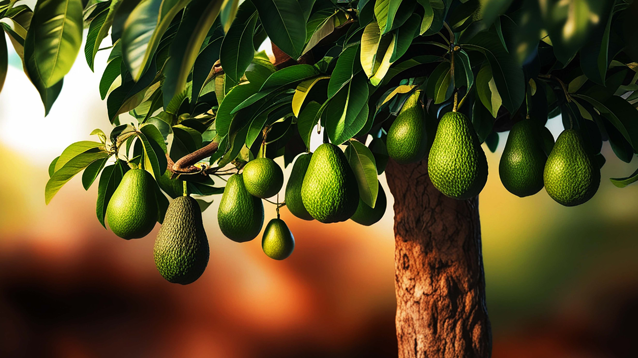 KI TAVO – GIVING YOUR BEST TO G-D WITH COMPLETE JOY