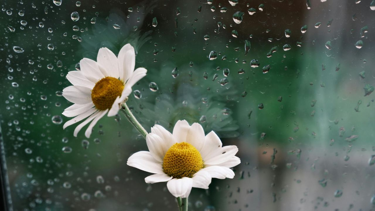 HOSHANA RABBAH – WHEN MERCY WAITS UNTIL THE LAST MOMENT